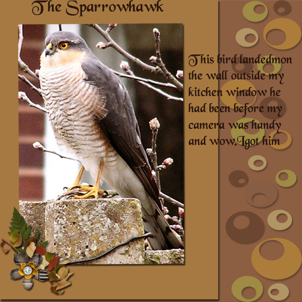Sparrowhaw-webl