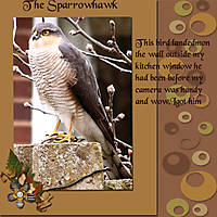 Sparrowhaw-webl.jpg